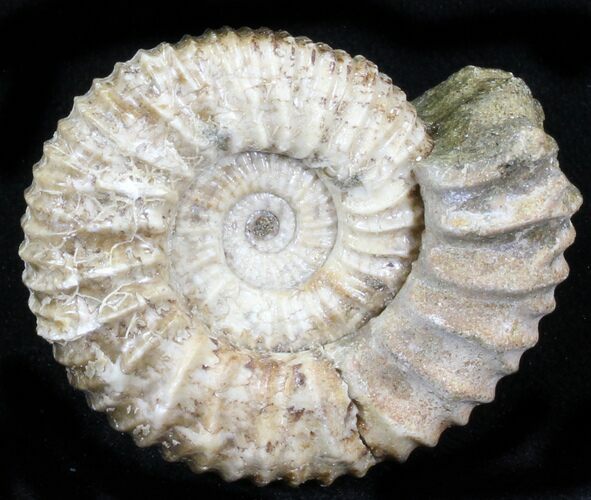 Pavlovia Ammonite Fossil - Siberia #29751